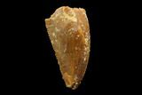 Bargain, Raptor Tooth - Real Dinosaur Tooth #86138-1